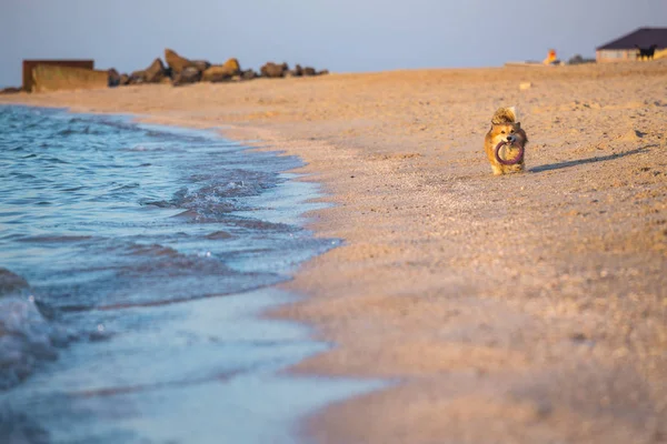 Güzel Corgi Onun Oyuncak Plaj Ile Kabarık — Stok fotoğraf