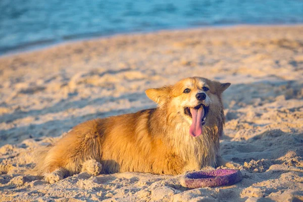 Красивый Корги Пушистый Своей Игрушкой Пляже — стоковое фото