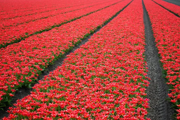 Slavná Holandská Květinová Pole Během Květu Řady Červených Tulipánů — Stock fotografie