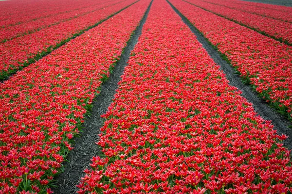 Slavná Holandská Květinová Pole Během Květu Řady Červených Tulipánů — Stock fotografie