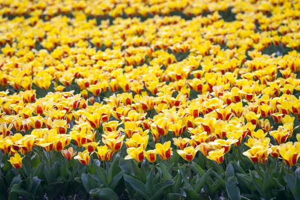 Berömda Holländska Blomsterfält Blomningen Rader Gul Tulpan — Stockfoto