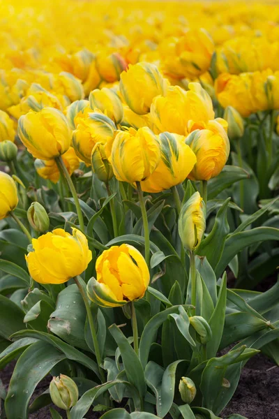 Famosi Campi Fioriti Olandesi Durante Fioritura File Tulipani Gialli — Foto Stock