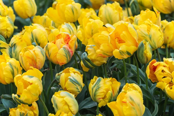 Famosi Campi Fioriti Olandesi Durante Fioritura File Tulipani Gialli — Foto Stock