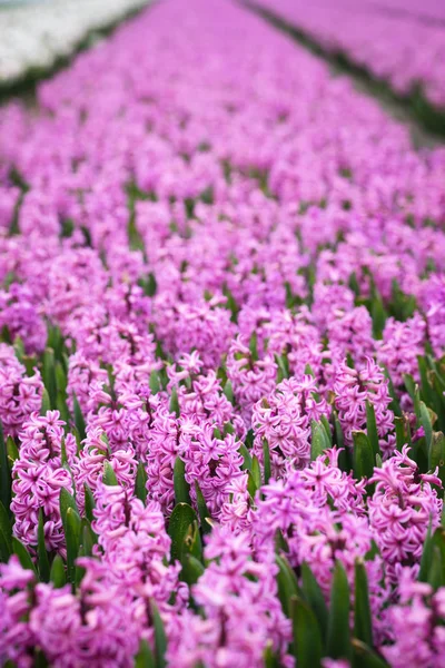 Çiçekli Renkli Sümbül Satırlarının Sırasında Ünlü Hollandalı Çiçek Alanları — Stok fotoğraf