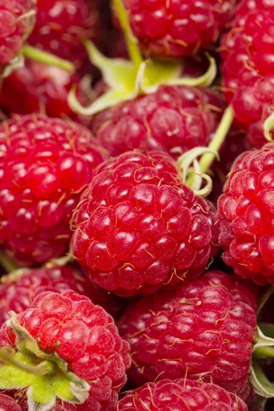 Group Juicy Raspberries Close Sho — Stock Photo, Image