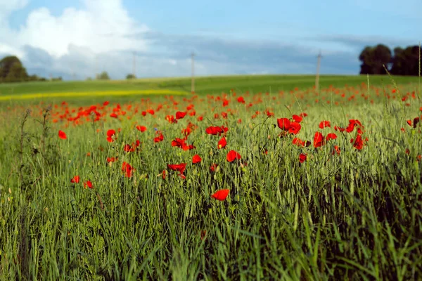 Papaveri Campo Sfondo Sole — Foto Stock