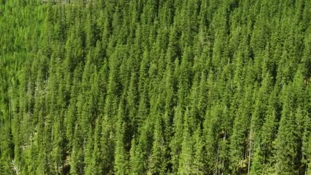 Πευκόφυτο Λόφο Δέντρα Στις Δασωμένες Ορεινές — Αρχείο Βίντεο