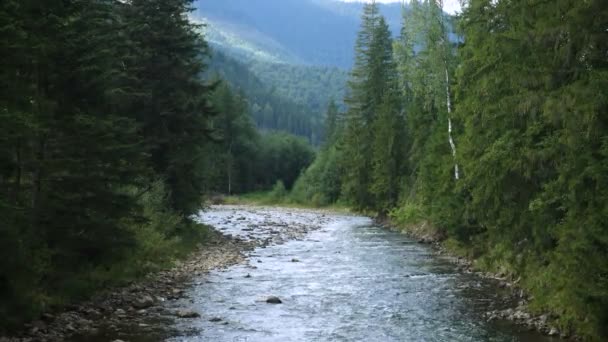 Belle Rivière Montagne Traversant Forêt Pins — Video