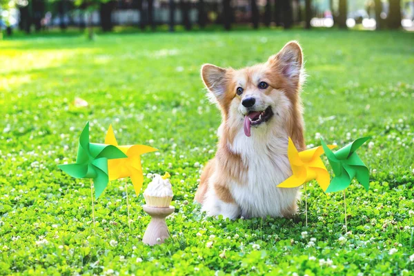 Yeşil Çimenlikteki Güzel Corgi Fluffy Nin Doğum Günü Arka Grubunda — Stok fotoğraf