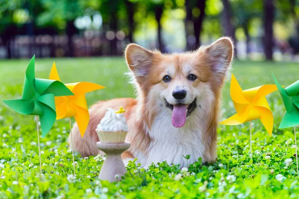 Birthday Beautiful Corgi Fluffy Green Lawn Colorful Party Flags Backgroun — Stock Photo, Image