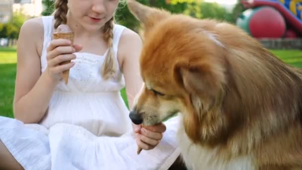 女孩和她的科吉毛茸茸的狗吃冰淇淋在草地上的公园 — 图库视频影像
