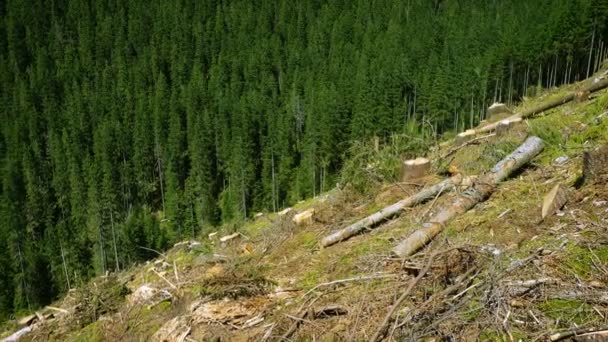Colina Desmatada Com Tocos Floresta Pinheiros Nas Montanhas — Vídeo de Stock