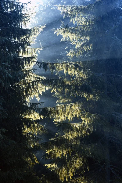 Wunderschöne Berglandschaft Den Kiefernwäldern Sonnenstrahlen Durch Die Äste Eines Nadelbaumes — Stockfoto