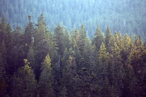 Krásné Horské Krajiny Pozadí Borového Lesa — Stock fotografie