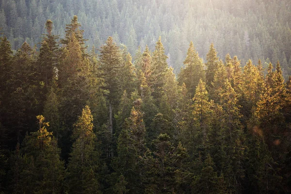 Güzel Dağ Manzarası Çam Ormanının Arka Plan — Stok fotoğraf