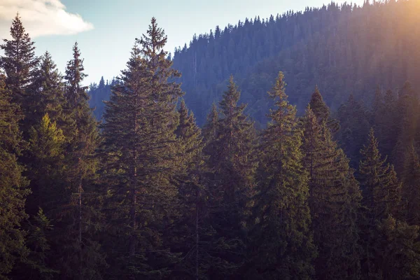 Hermoso Paisaje Montaña Fondo Del Bosque Pinos —  Fotos de Stock