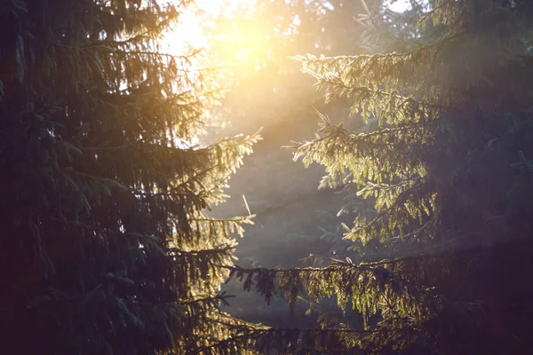 Bellissimo Paesaggio Montano Nella Pineta Raggi Del Sole Attraverso Rami — Foto Stock