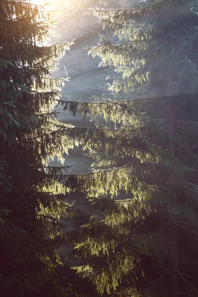 Hermoso Paisaje Montaña Los Bosques Pinos Rayos Del Sol Través — Foto de Stock