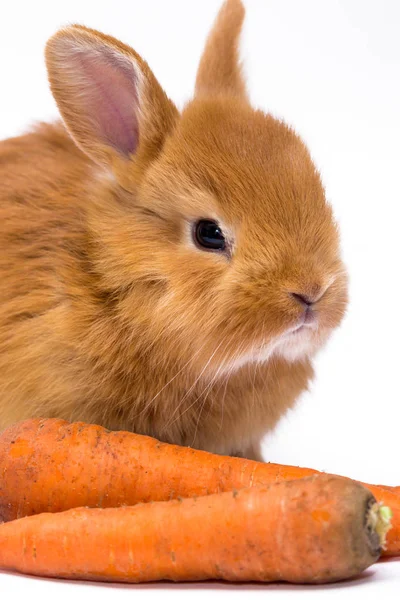 Rothaarige Kleine Kaninchen Und Carro — Stockfoto