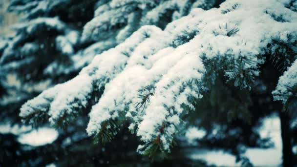 Snow Falling Fir Trees Branches — Stock Video