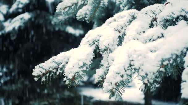 Nieve Cayendo Las Ramas Los Abetos — Vídeo de stock