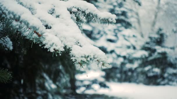 Nieve Cayendo Las Ramas Los Abetos — Vídeos de Stock