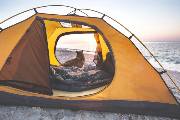 Glückliches Wochenende Meer Hund Strand Ukrainische Landschaft Meer Von Azov — Stockfoto