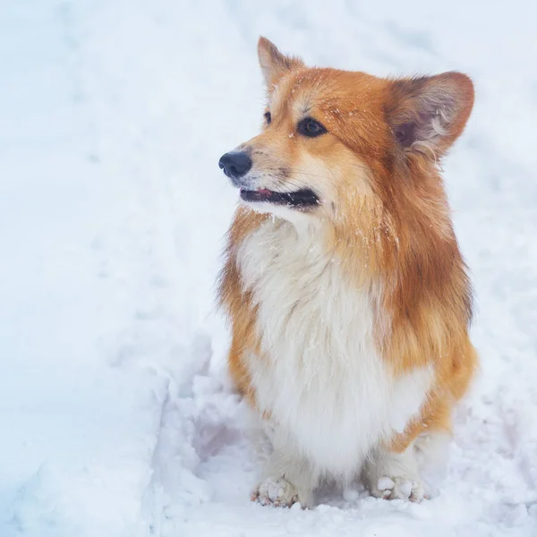 Corgi Bolyhos Kutya Szabadban Csukd Portrét Hóban Séta Winte Ben — Stock Fotó