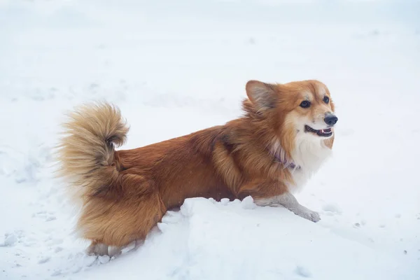 屋外のコーギー ふわふわの犬 雪の中で肖像画を閉じて ワインを飲みながら — ストック写真