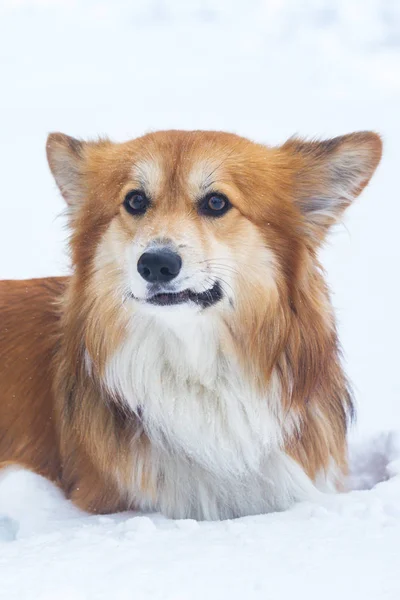 Корги Пушистый Пёс Улице Закрыть Портрет Снегу Хождение Ветру — стоковое фото