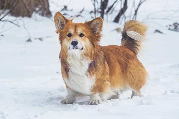 Corgi Flauschiger Hund Freien Nahaufnahme Porträt Schnee Wandern Winte — Stockfoto