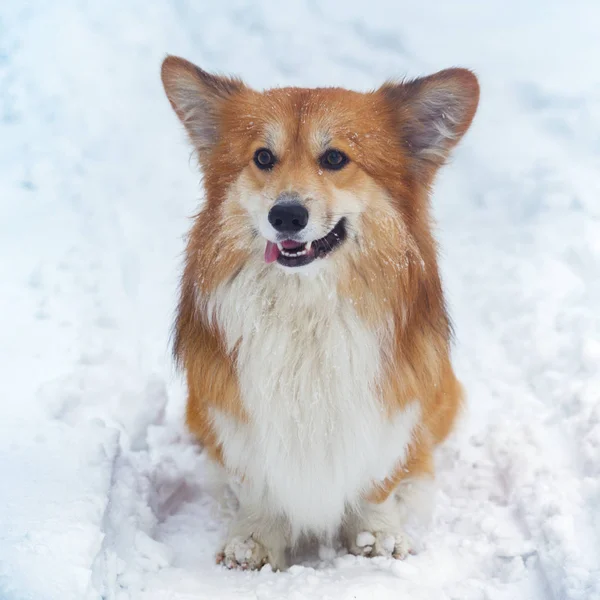 Corgi Fluffy Dog Outdoor Close Portrait Snow Walking Winte — Stock Photo, Image