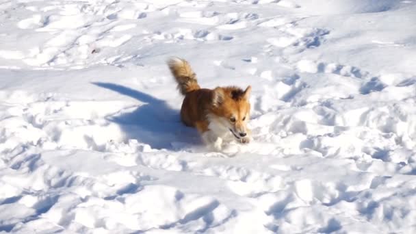 Komik Corgi Pofuduk Köpek Kışın Dışarıda Yürüyor — Stok video