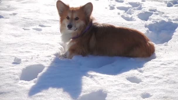 Drôle Chiot Gonflé Corgi Marchant Extérieur Journée Hiver — Video