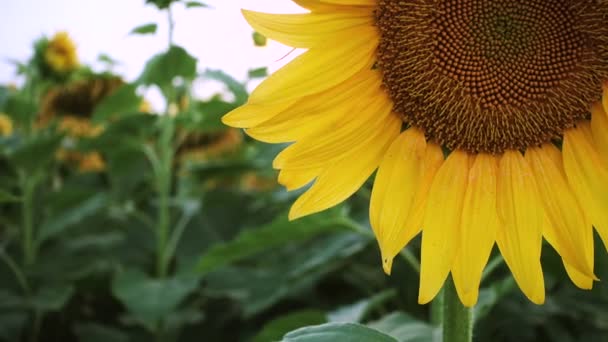 Blick Auf Das Abendfeld Mit Blühenden Sonnenblumen — Stockvideo