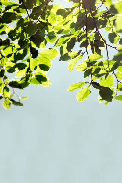 Magical Frame Leaves Tree Beautiful Backgroun — Stock Photo, Image