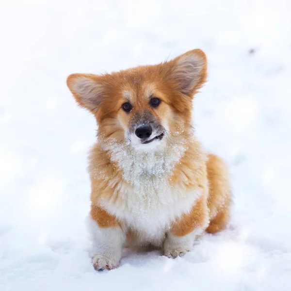 Kis Aranyos Corgi Bolyhos Kölyök Szabadtéri Közelről Portré Téli — Stock Fotó