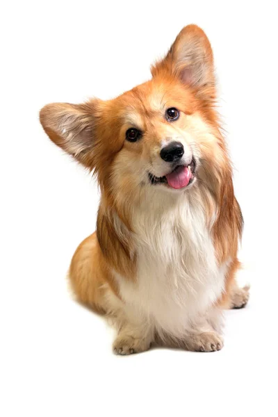 Vackra Corgi Fluffiga Närbild Porträtt Vit Bak — Stockfoto