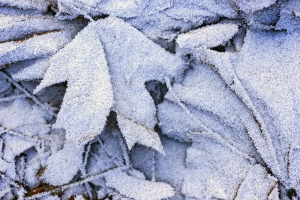 Зимний Фон Кленовые Листья Покрыты Фросом — стоковое фото