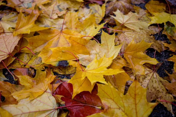 Höstens Mood Bakgrund Höstens Färgglada Lönn Ledighet — Stockfoto
