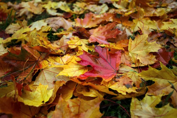 Autumn Mood Achtergrond Van Herfst Kleurrijk Esdoorn Verlaten — Stockfoto
