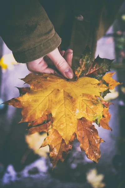 Umore Autunnale Adolescente Che Tiene Una Foglia Acero Rossa Nel — Foto Stock