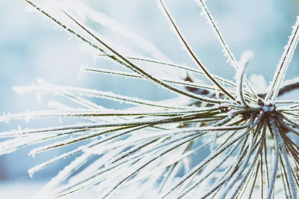 Fundo Inverno Ramo Pinho Coberto Com Fros — Fotografia de Stock