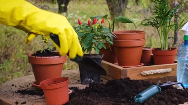 Руки Женщины Сажающей Цветы Горшки Саду — стоковое видео