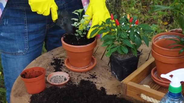 Mãos Mulher Plantando Flores Vasos Jardim — Vídeo de Stock