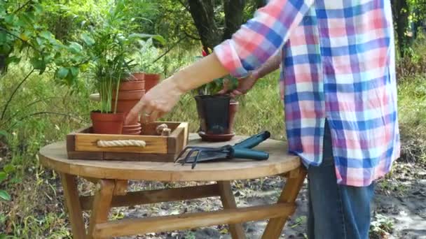 Bahçedeki Saksılara Çiçek Eken Bir Kadının Elleri — Stok video