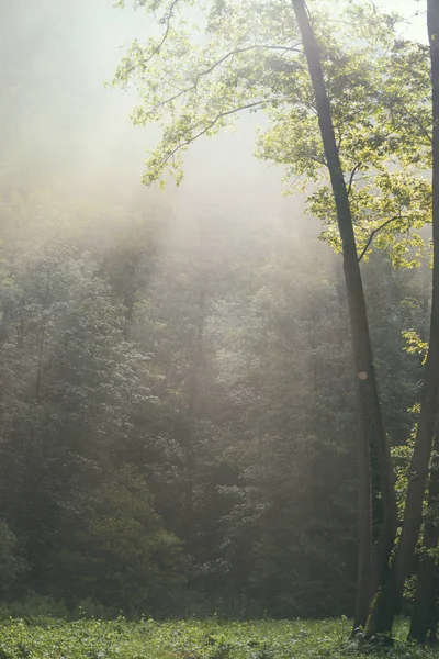 Sabah Sunligh Büyülü Ormanda — Stok fotoğraf