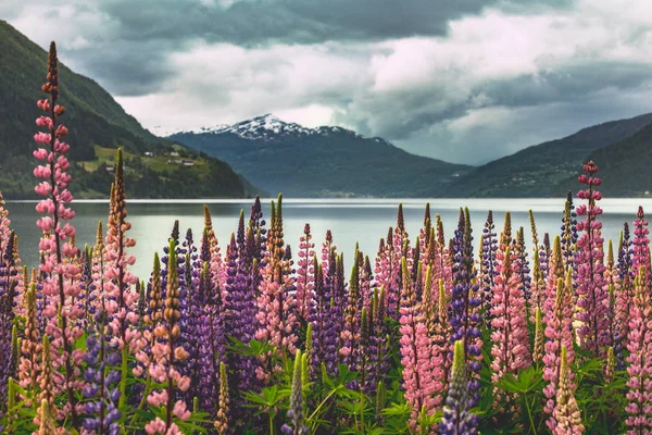 Paesaggio Montano Rosa Lupino Norwa — Foto Stock