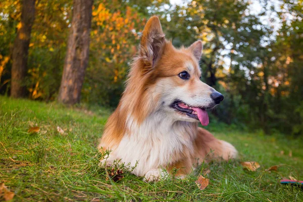 Vackra Corgi Fluffiga Porträtt Den Utomhus Hösten — Stockfoto