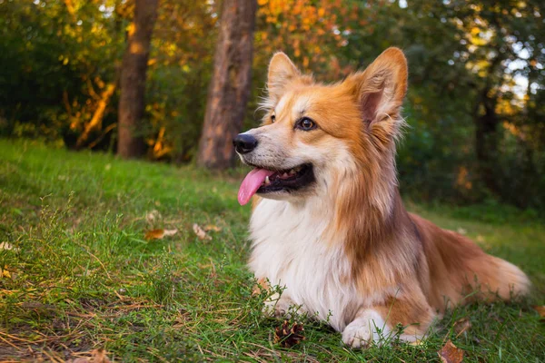 Hermoso Retrato Esponjoso Corgi Exterior Autum — Foto de Stock